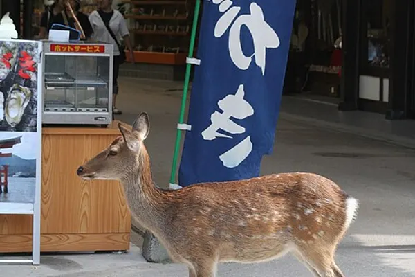 Miyajimaguchi photo 4